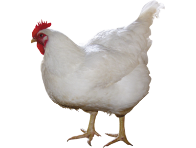 Newcastle Disease (ND)