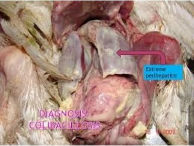 MG (Mycoplasma gallisepticum) IN Poultry