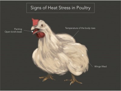 Impact of heat stress on poultry