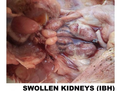 IBH (INCLUSION BODY HEPATITIS) IN CHICKEN