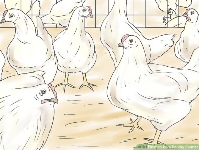 प्यारेन्ट कुखुराको बथानमा शारीरिक एकरुपता (Flock Uniformity) कायम गर्ने विधि