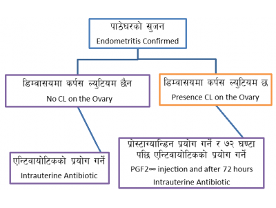 मेट्राईटिस:कारण, लक्षण, उपचार र रोकथाम