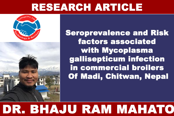 Seroprevalence and Risk factors associated with Mycoplasma gallisepticum infection in commercial broilers Of Madi, Chitwan, Nepal