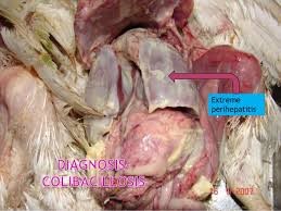 MG (Mycoplasma gallisepticum) IN Poultry