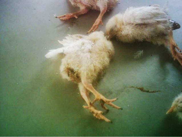 LAMENESS IN POULTRY