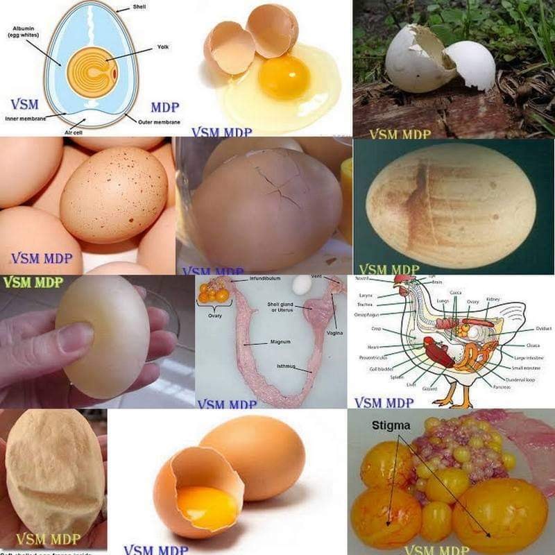 EGG SHELL: AN IMPORTANT POULTRY BY-PRODUCT