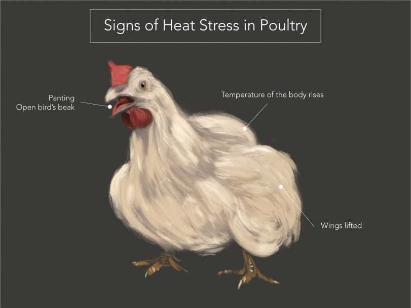 Impact of heat stress on poultry