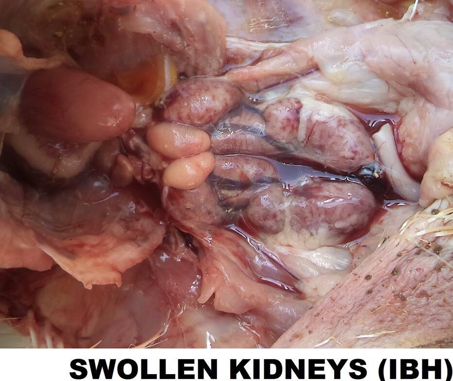 IBH (INCLUSION BODY HEPATITIS) IN CHICKEN