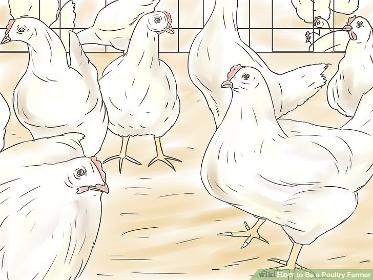 COMMON POULTRY DISEASES DURING WINTER