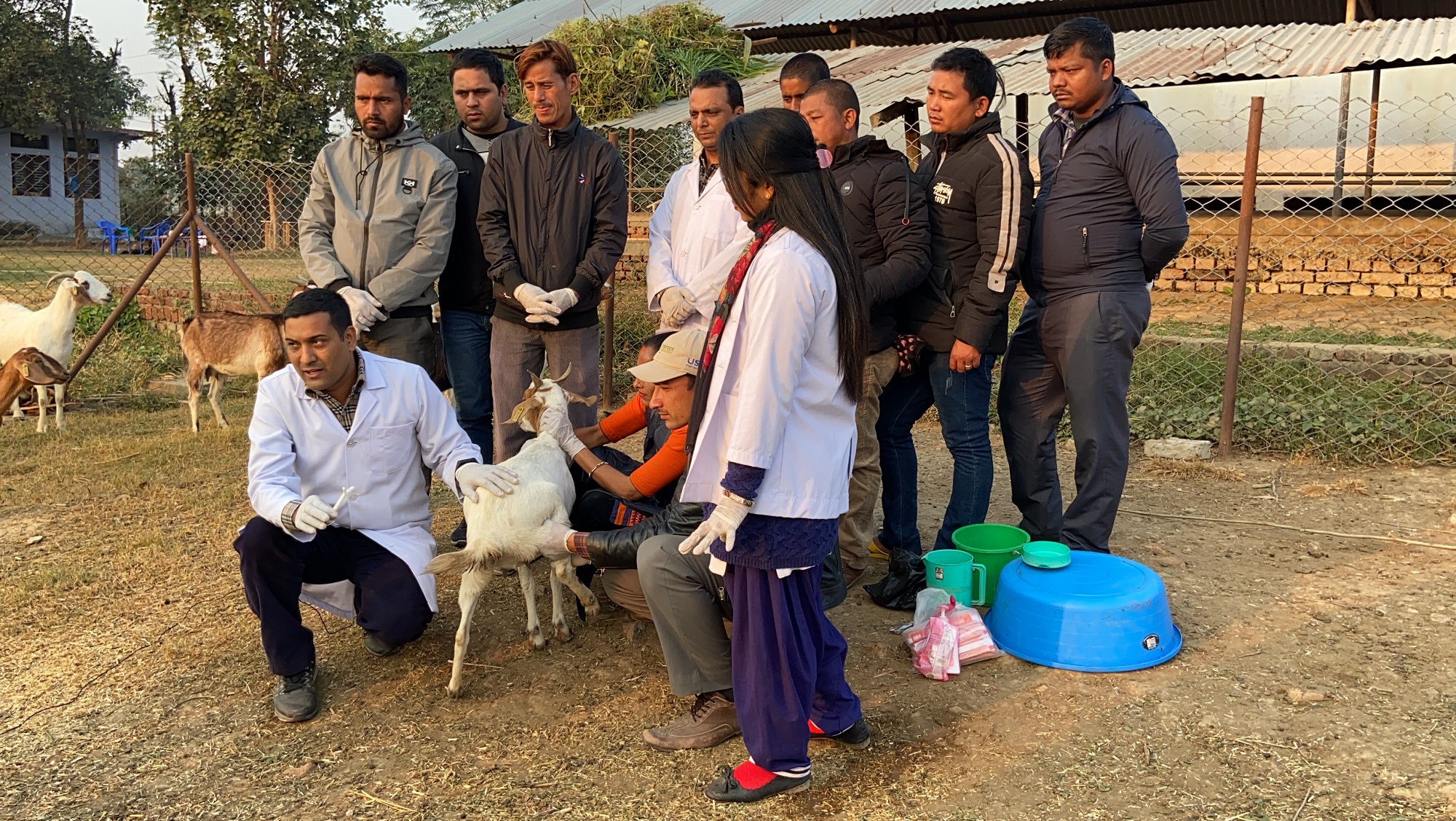 बाख्रामा कृत्रिम गर्भाधान तालीम पुस्तिका